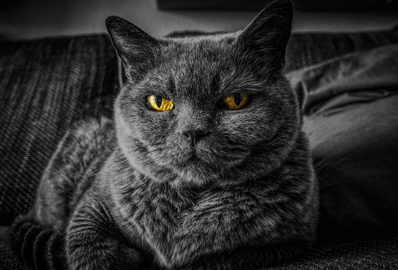 cat 2143332 1280 4